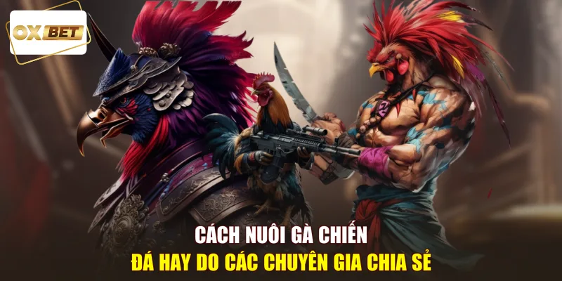 cách nuôi gà chiến